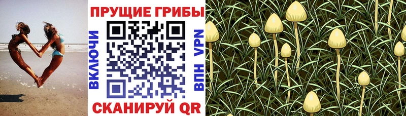 Галлюциногенные грибы Magic Shrooms  Артём 